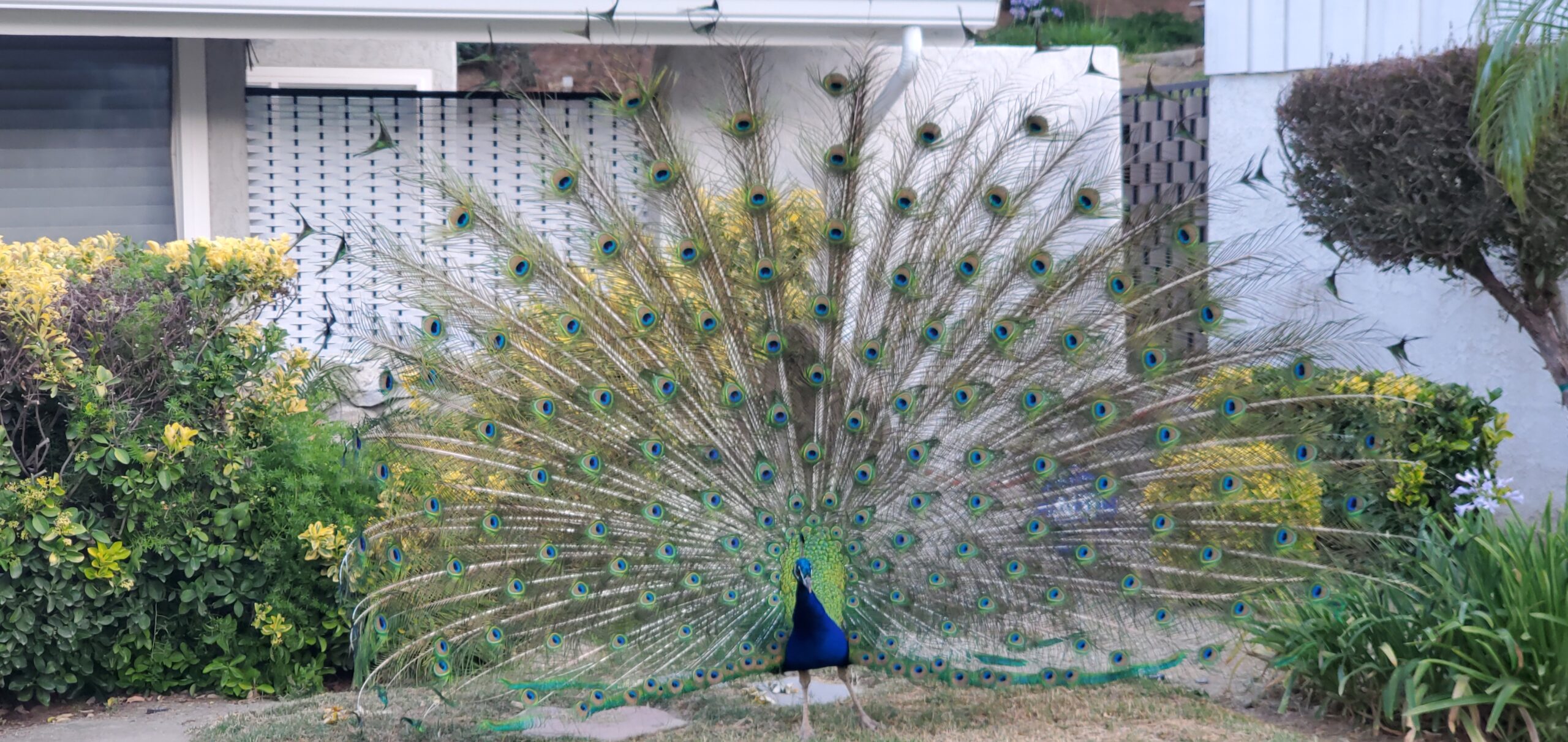 Peacock Hunting
