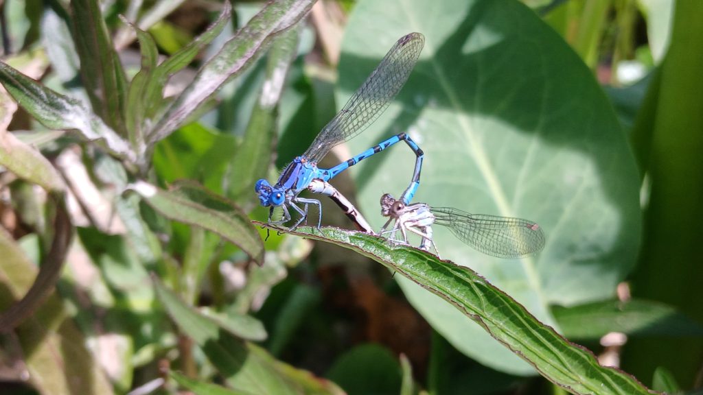 Damselflies mating at CSUN pond 2